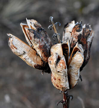 Image of soapweed yucca