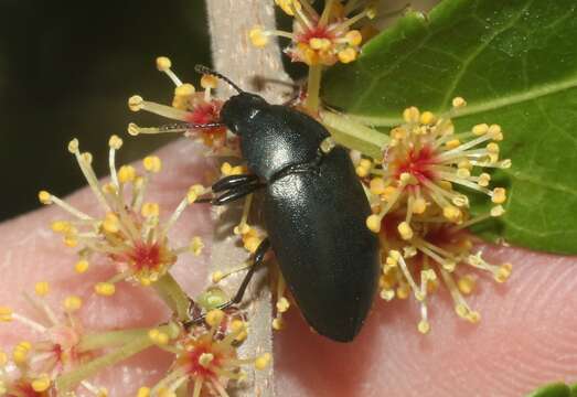 Phegoneus subgen. Phegoneus Casey 1907的圖片