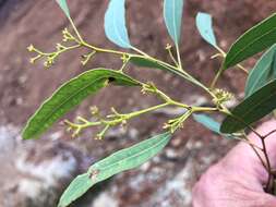 Слика од Eucalyptus crebra F. Müll.