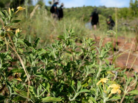 Image of Barleria holubii C. B. Cl.