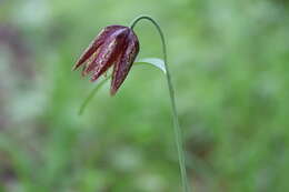 Image of Fritillaria maximowiczii Freyn