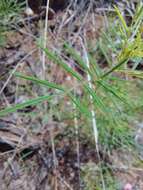 Image of Indigofera filipes Harv.