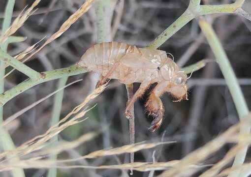 Image of Cicada barbara (Stal 1866)