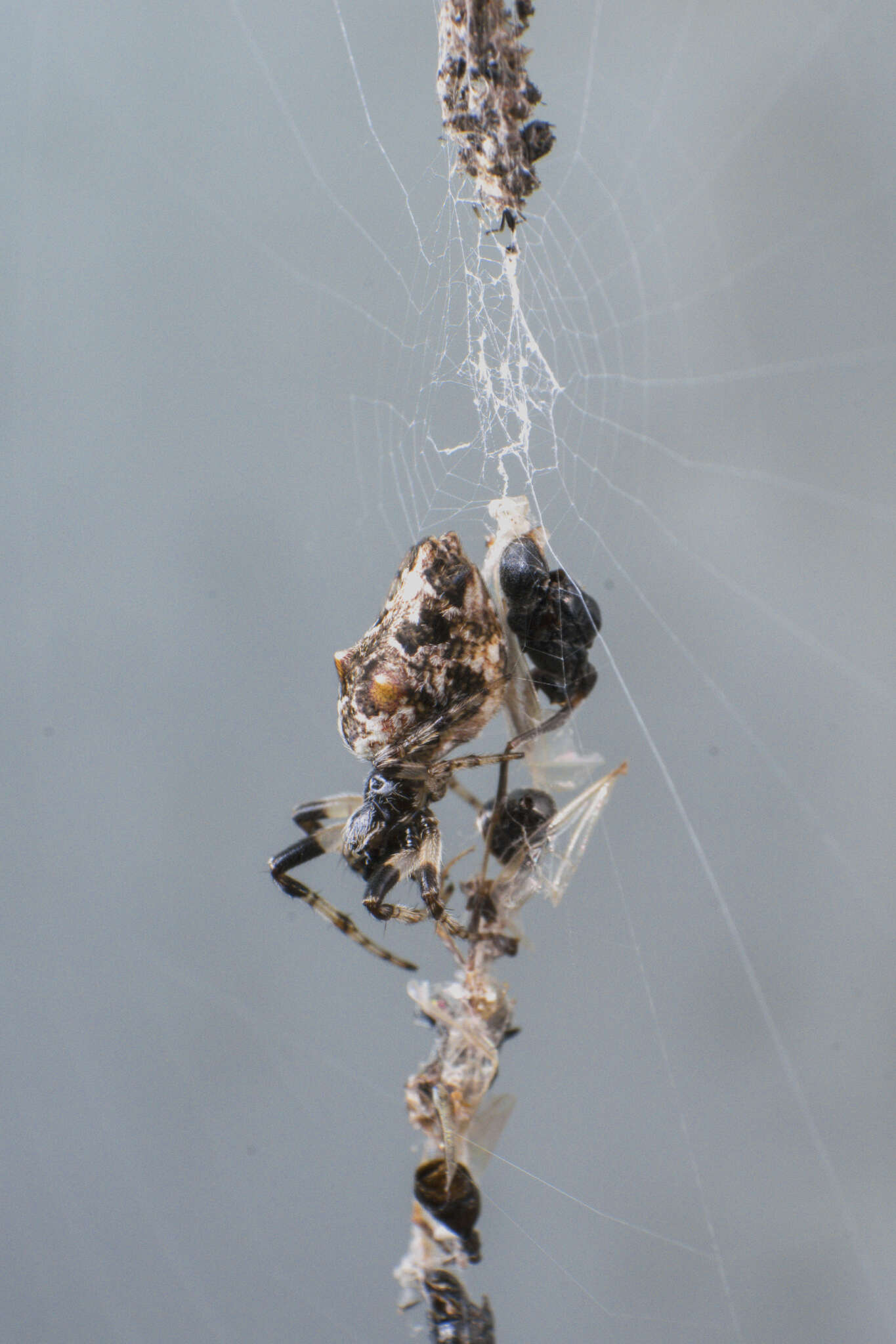 Image of Cyclosa walckenaeri (O. Pickard-Cambridge 1889)