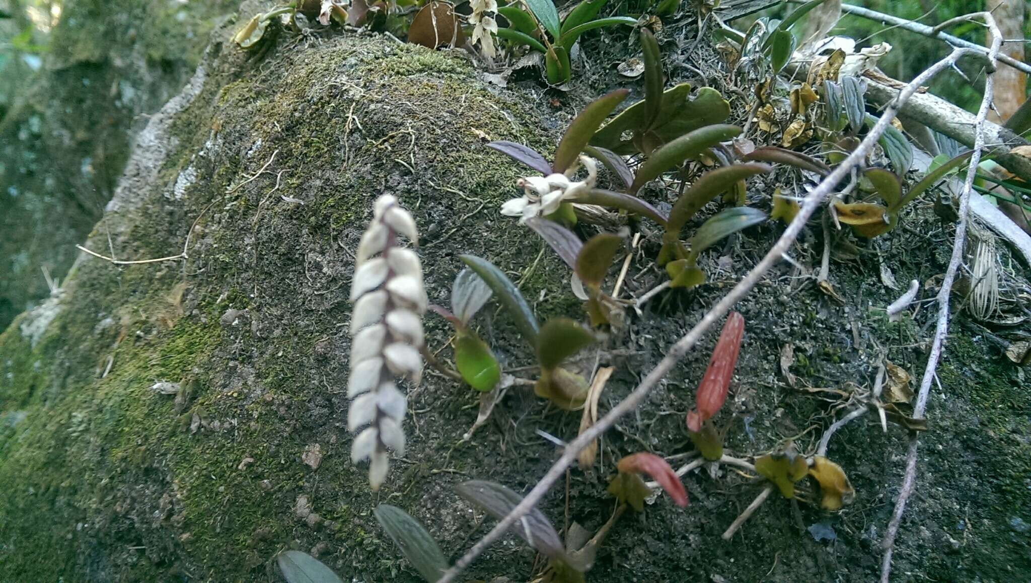 Image de Bulbophyllum bicoloratum Schltr.