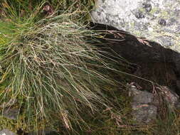 Image of Festuca varia Haenke