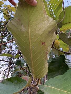 Image of Dipterocarpus tuberculatus Roxb.