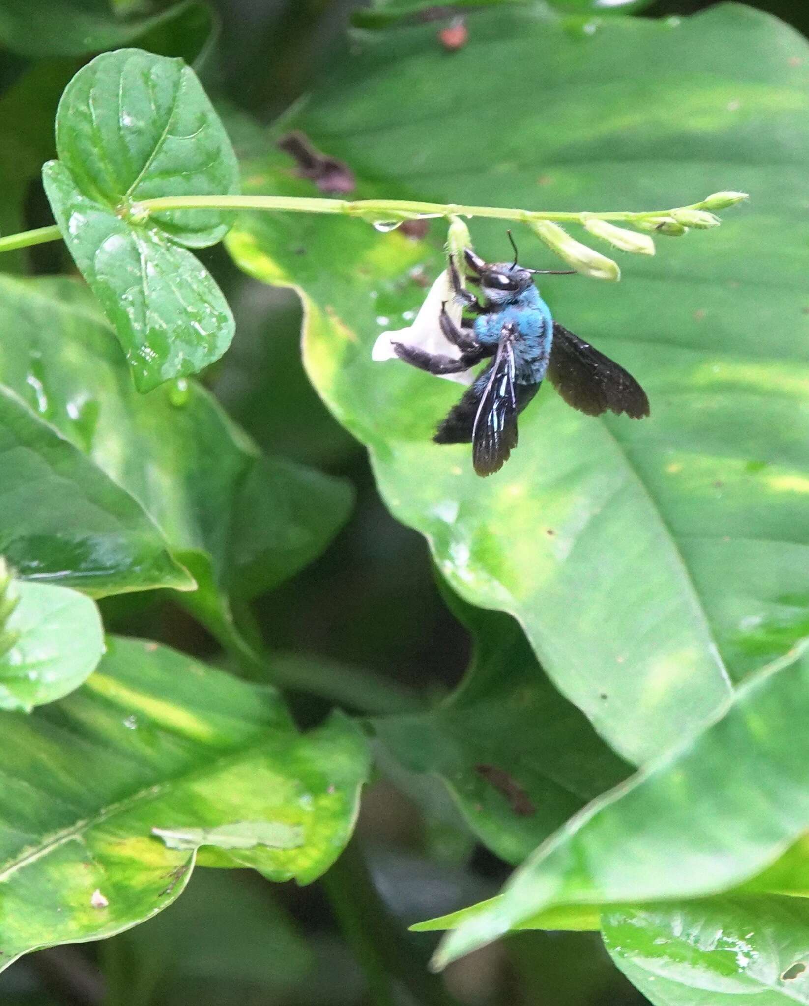 Image of Xylocopa caerulea (Fabricius 1804)