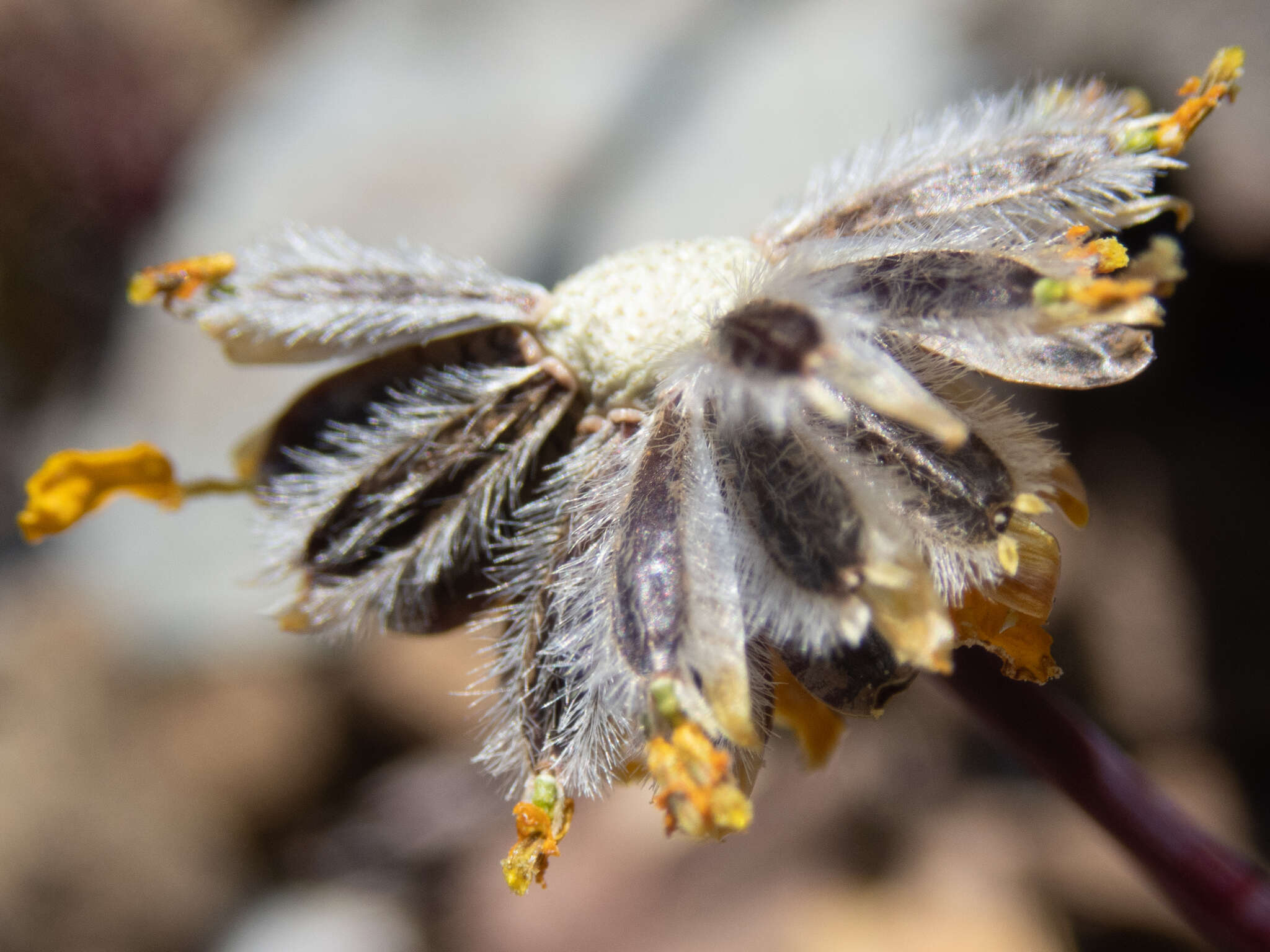 Image of Mt. Hamilton tickseed