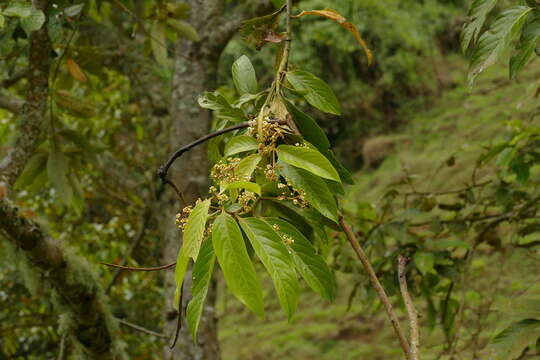 Image of Nectandra discolor (Kunth) Nees