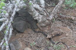 Image of Clarion Island Whip Snake