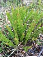 Image of Marsh Horsetail