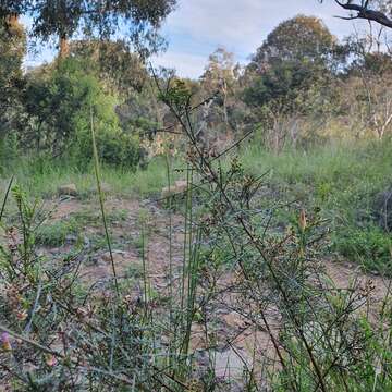 Indigofera adesmiifolia A. Gray的圖片