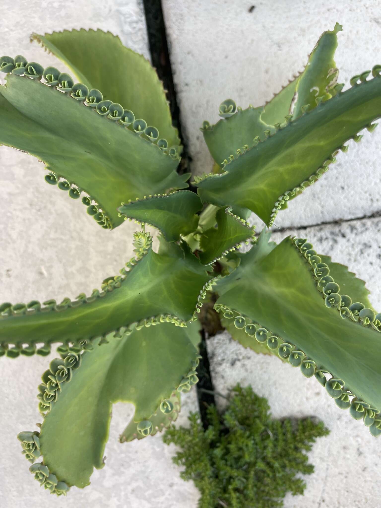 Image of Kalanchoe laetivirens Descoings