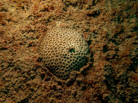 Image of False Pillow Coral