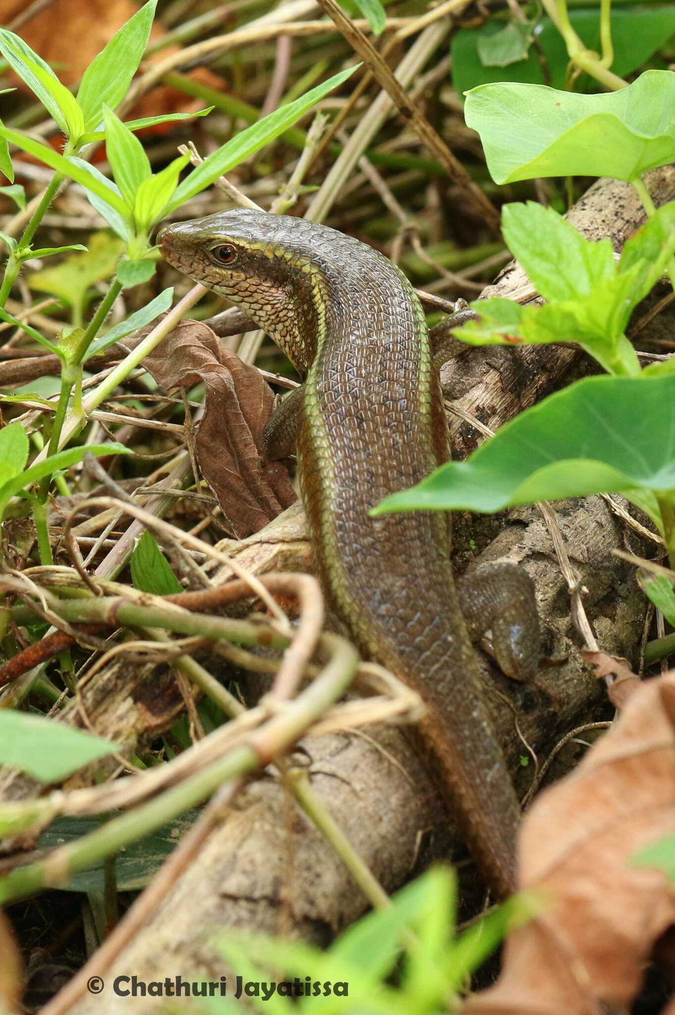 Imagem de Eutropis lankae