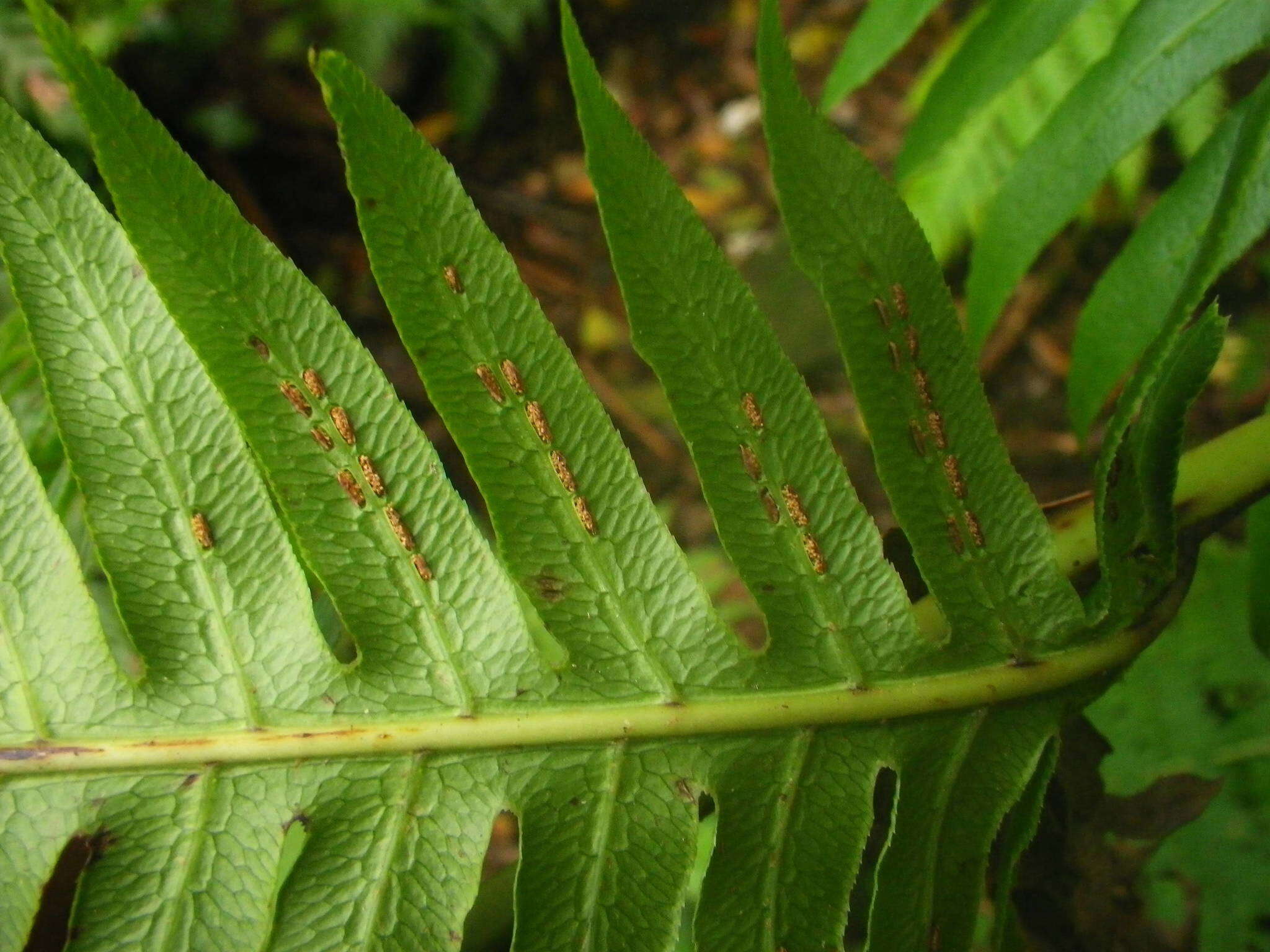 Image of rooting chainfern