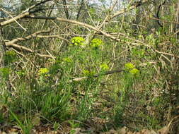 Image de Euphorbe des marais