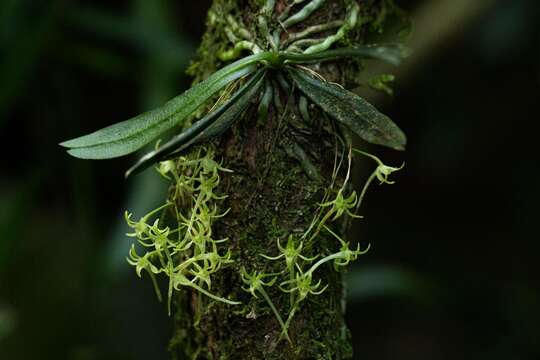 Image of Mystacidium tanganyikense Summerh.