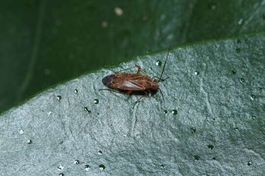 Tinginotum perlatum Linnavuori 1961的圖片