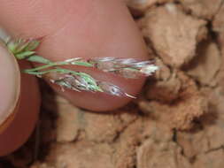 Plancia ëd Eriochloa pseudoacrotricha (Stapf ex Thell.) J. M. Black