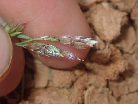 Image of perennial cupgrass