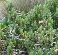 Image of Baccharis arbutifolia (Lam.) Vahl