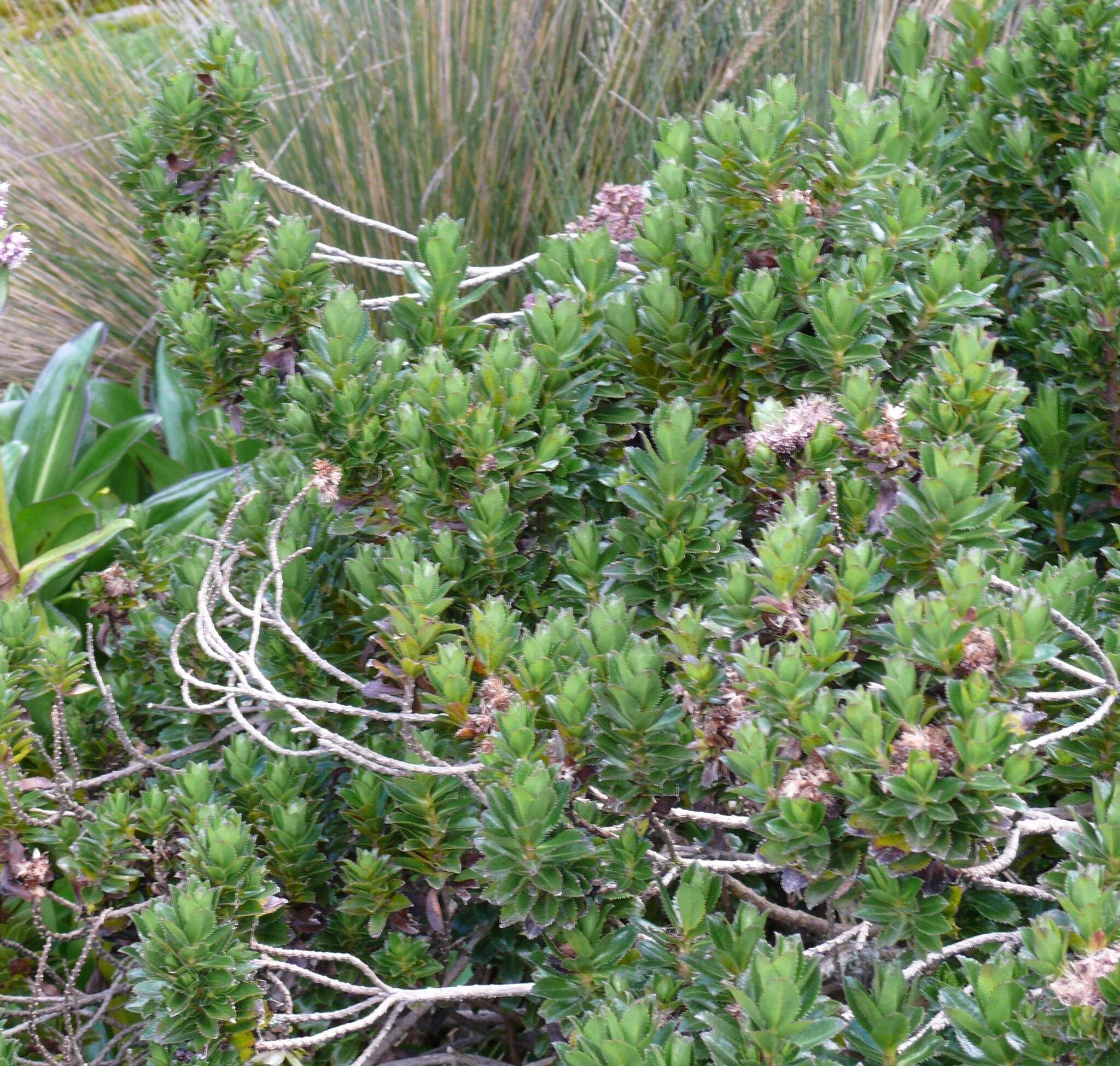 Image of Baccharis arbutifolia (Lam.) Vahl