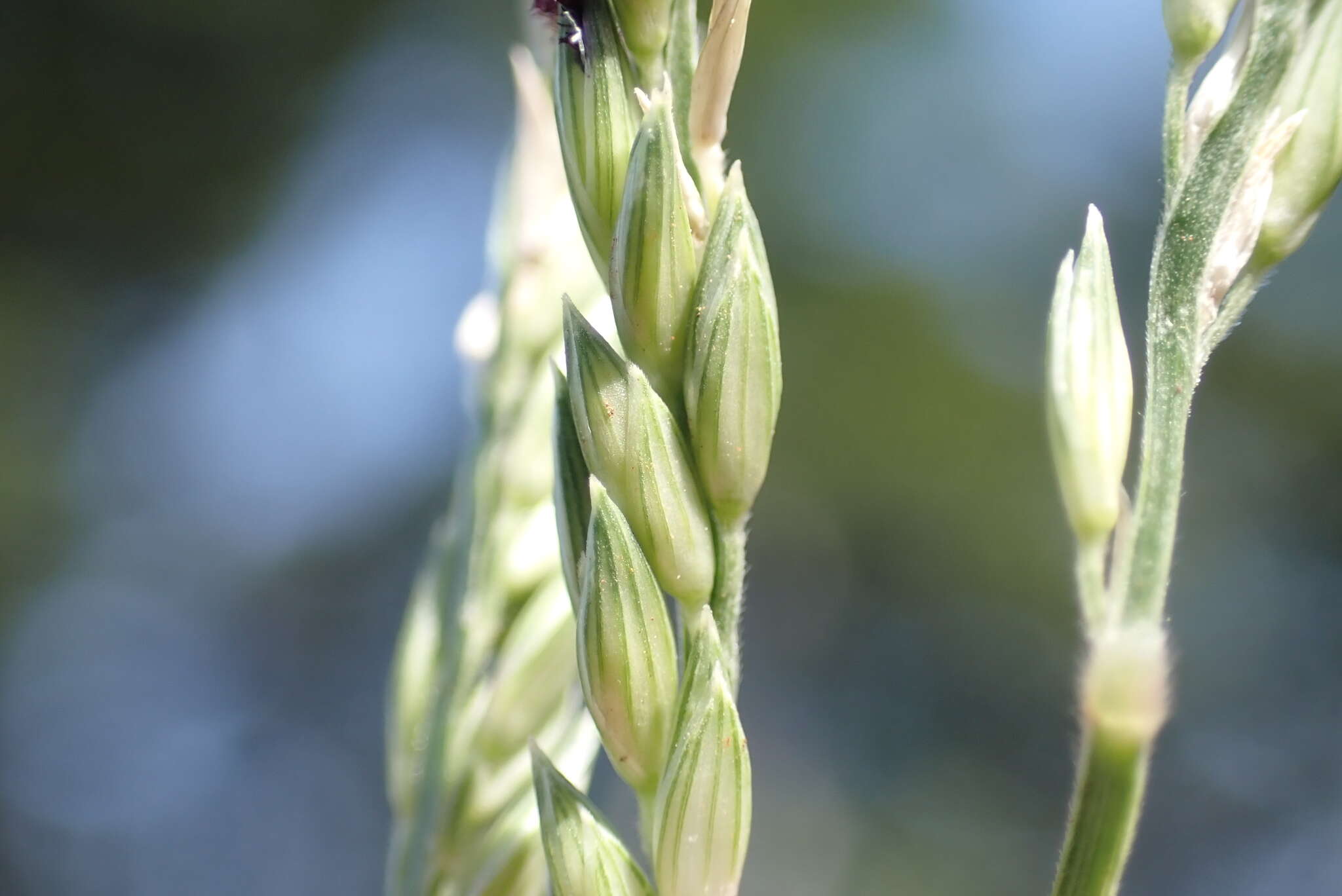 Image of Thurston grass