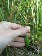 Image of adder's-tongue