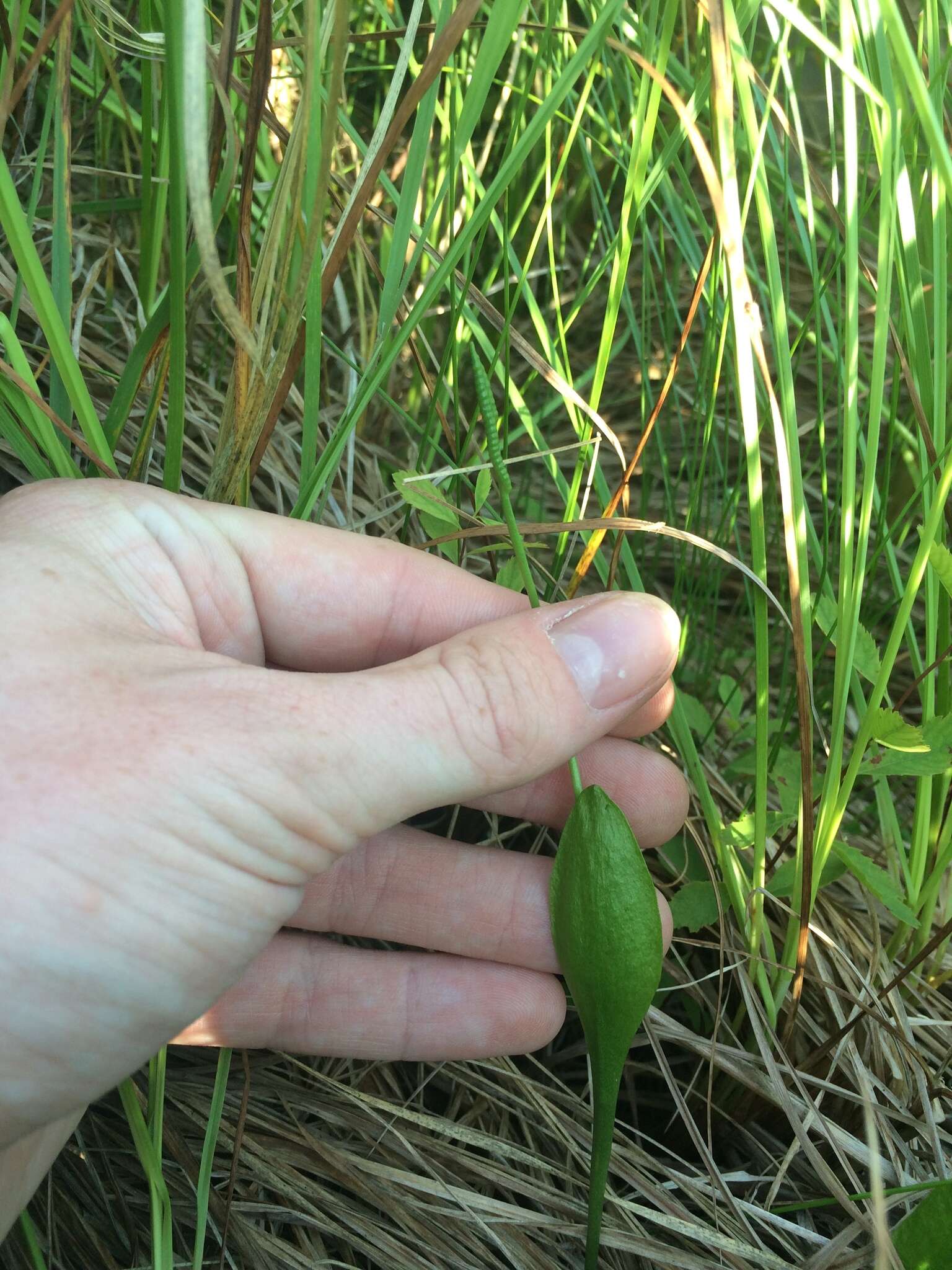 Image of adder's-tongue