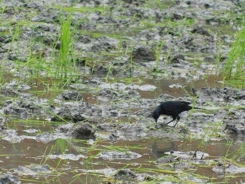 Image of Scrub Blackbird