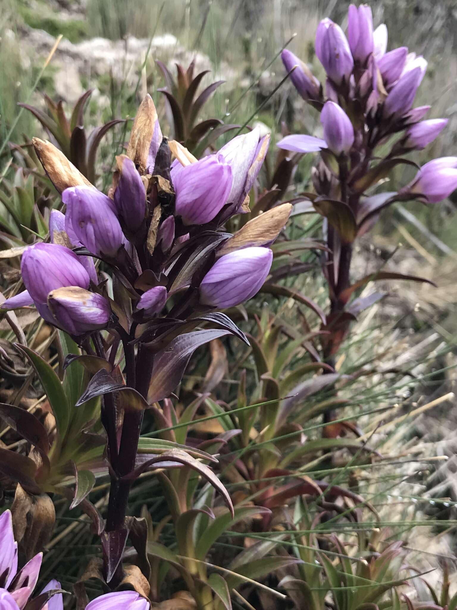 Image of Gentianella foliosa (Kunth) Fabris.