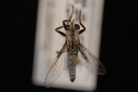 Image de <i>Lestomyia n</i>