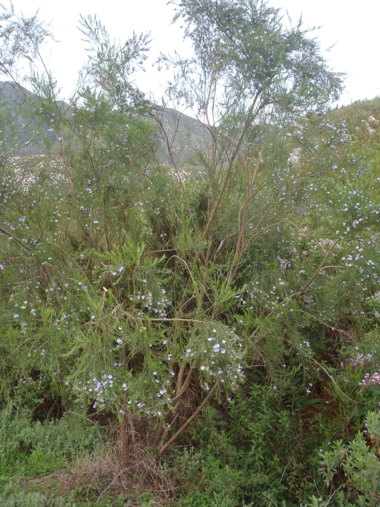 Image of Psoralea montana