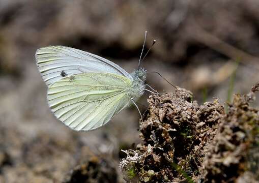 Image of Pieris balcana Lorkovic 1970