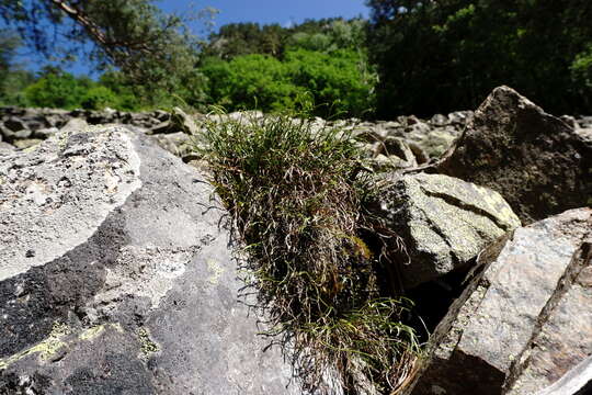 Image of Asplenium septentrionale subsp. caucasicum Fraser-Jenkins & Lovis