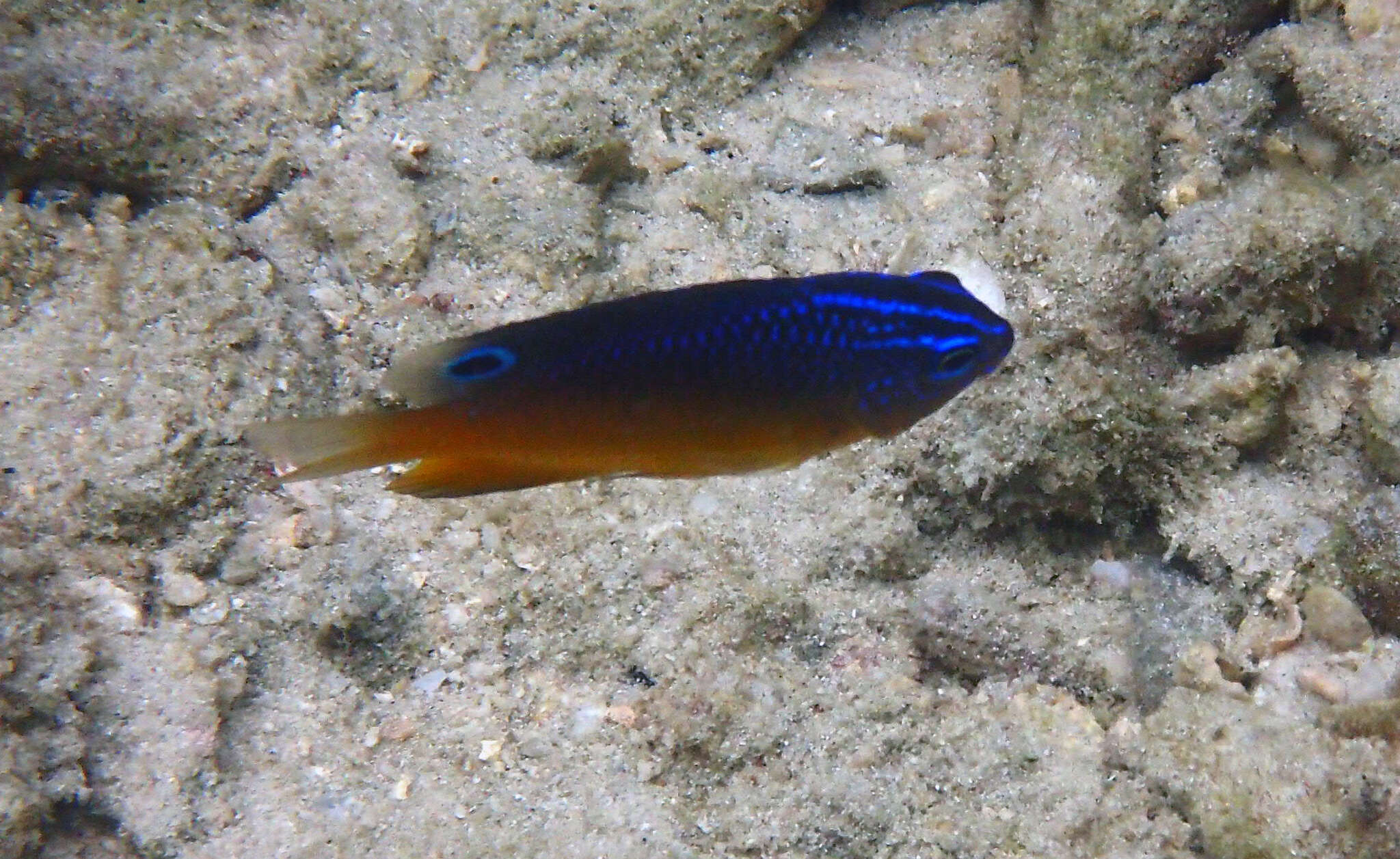 Image of Azurespt damselfish