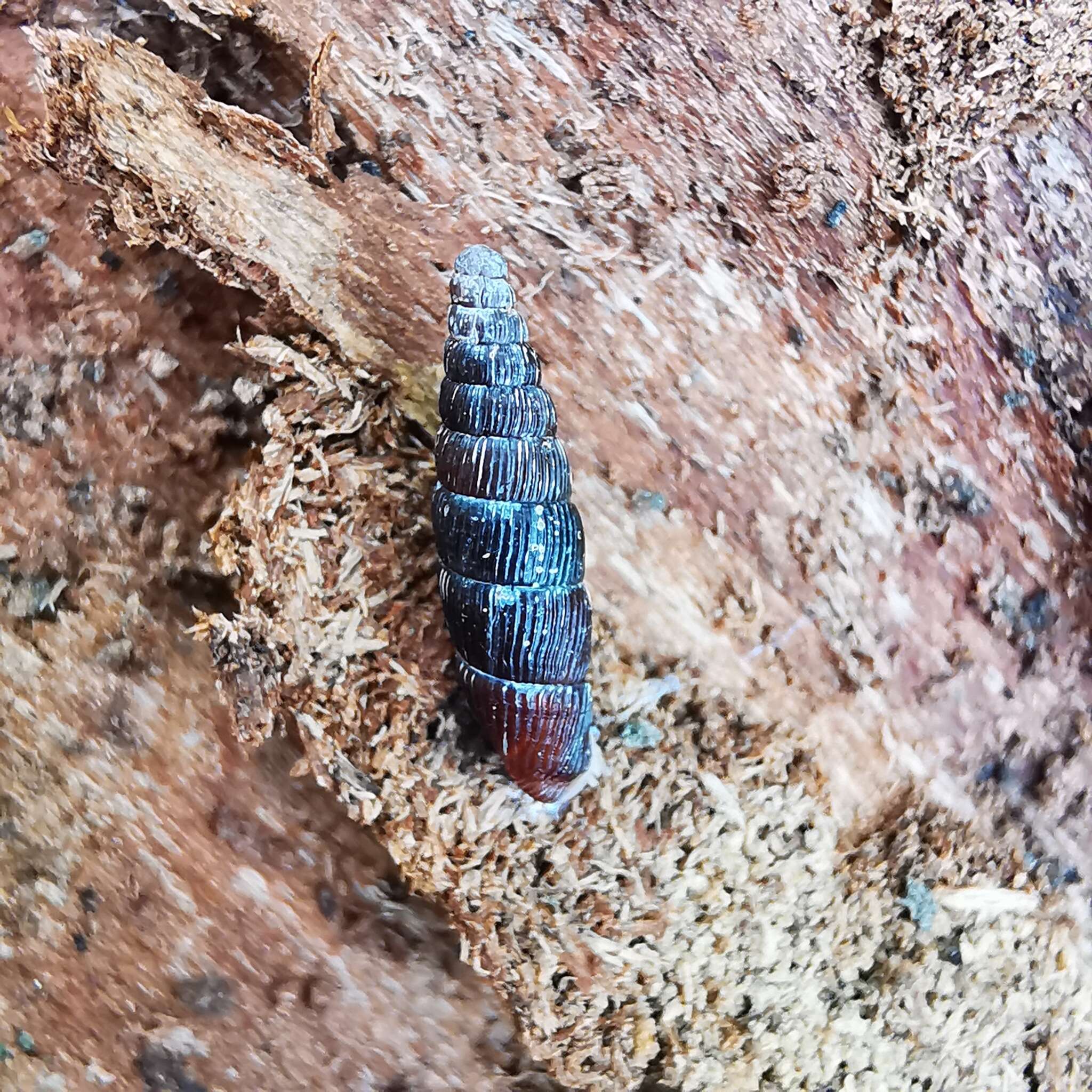 Image of Clausilia cruciata (S. Studer 1820)