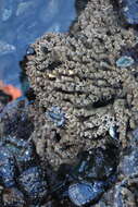 Image of Sandcastle worm