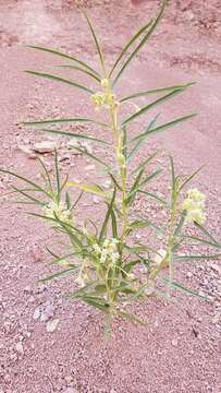 Image of Utah milkweed