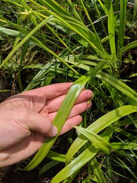 Image of Northern Long Sedge