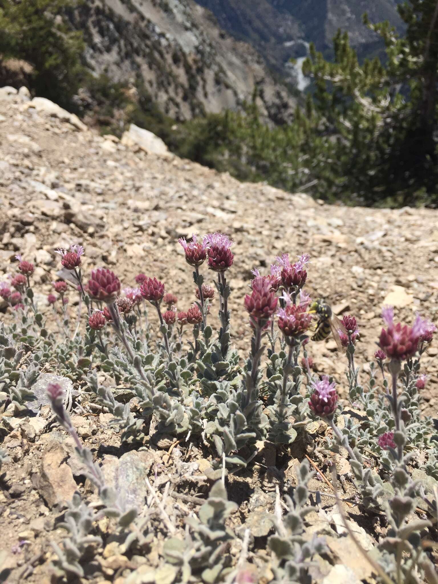 Image de Monardella australis subsp. cinerea (Abrams) A. C. Sanders & Elvin