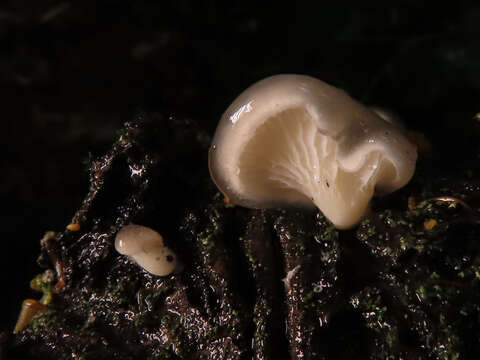 Image of Hohenbuehelia grisea (Peck) Singer 1951