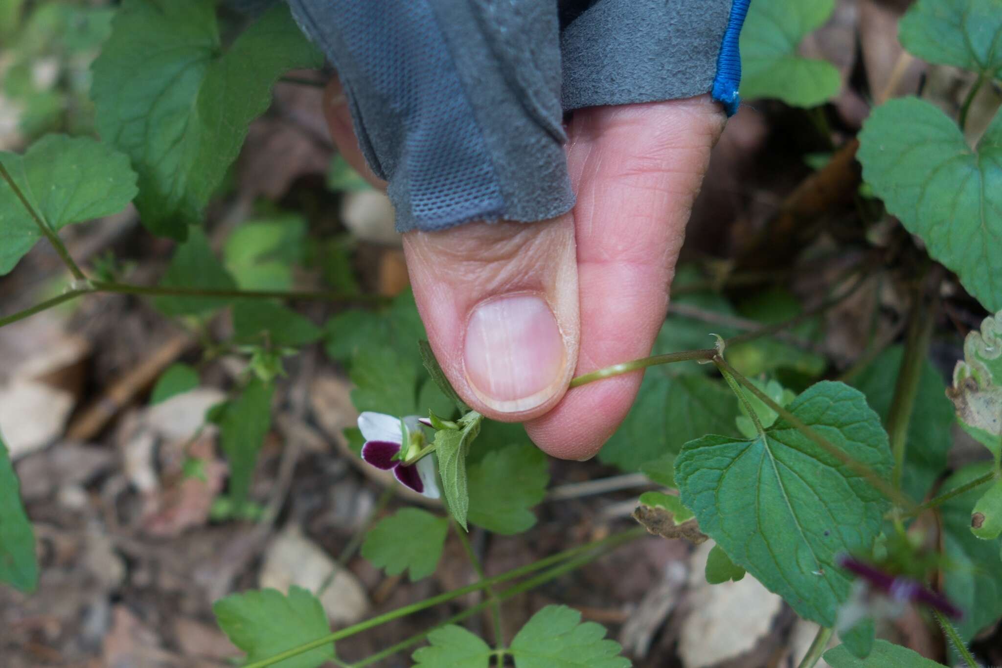 صورة Viola ocellata Torr. & Gray