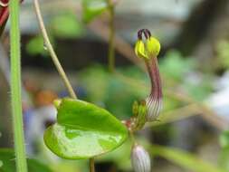 Image de Ceropegia candelabrum L.