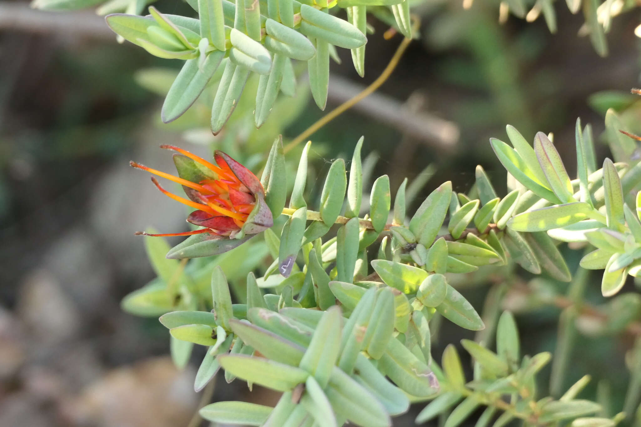 Image of Darwinia citriodora (Endl.) Benth.