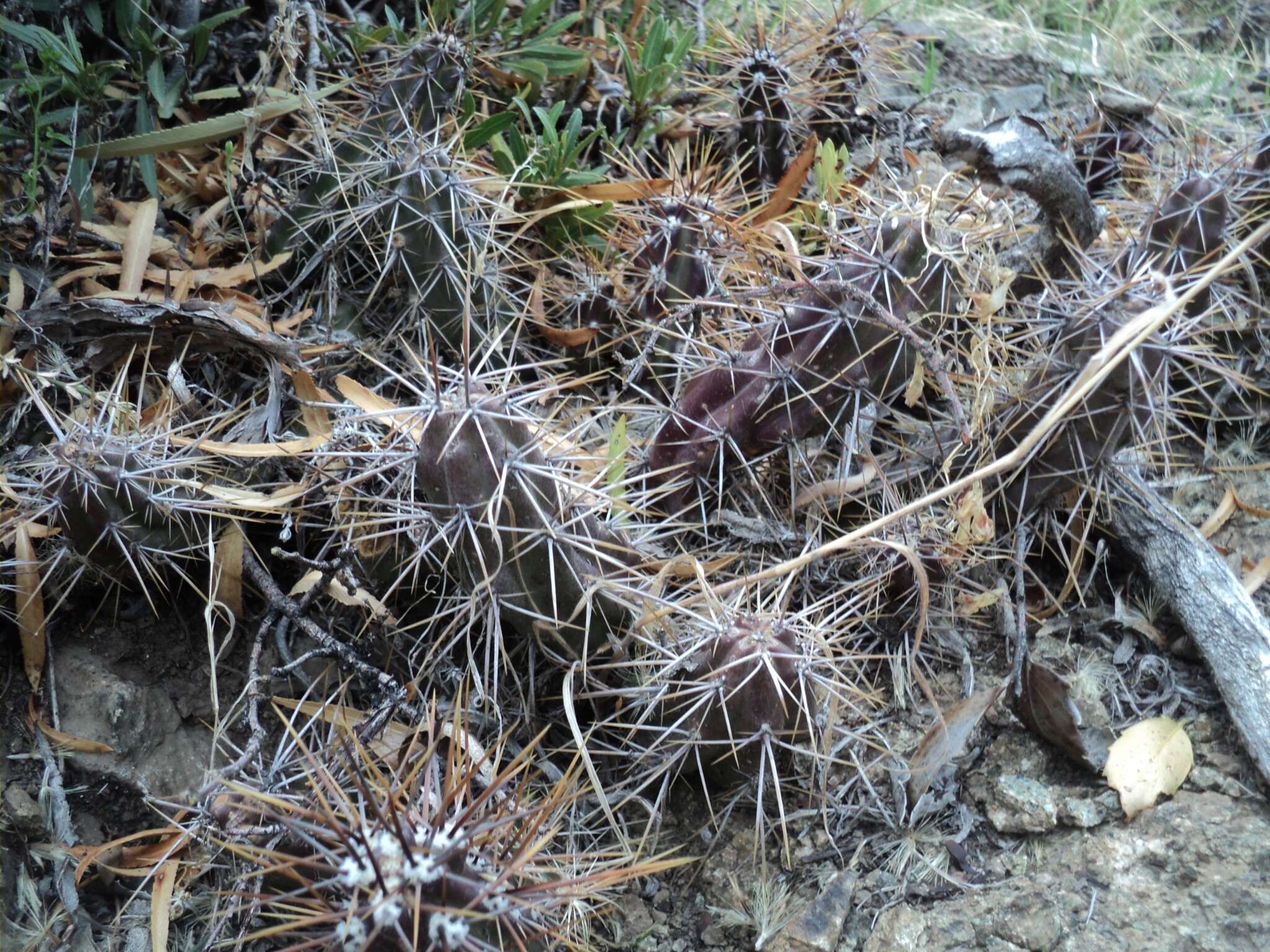 صورة Austrocactus spiniflorus (Phil.) F. Ritter