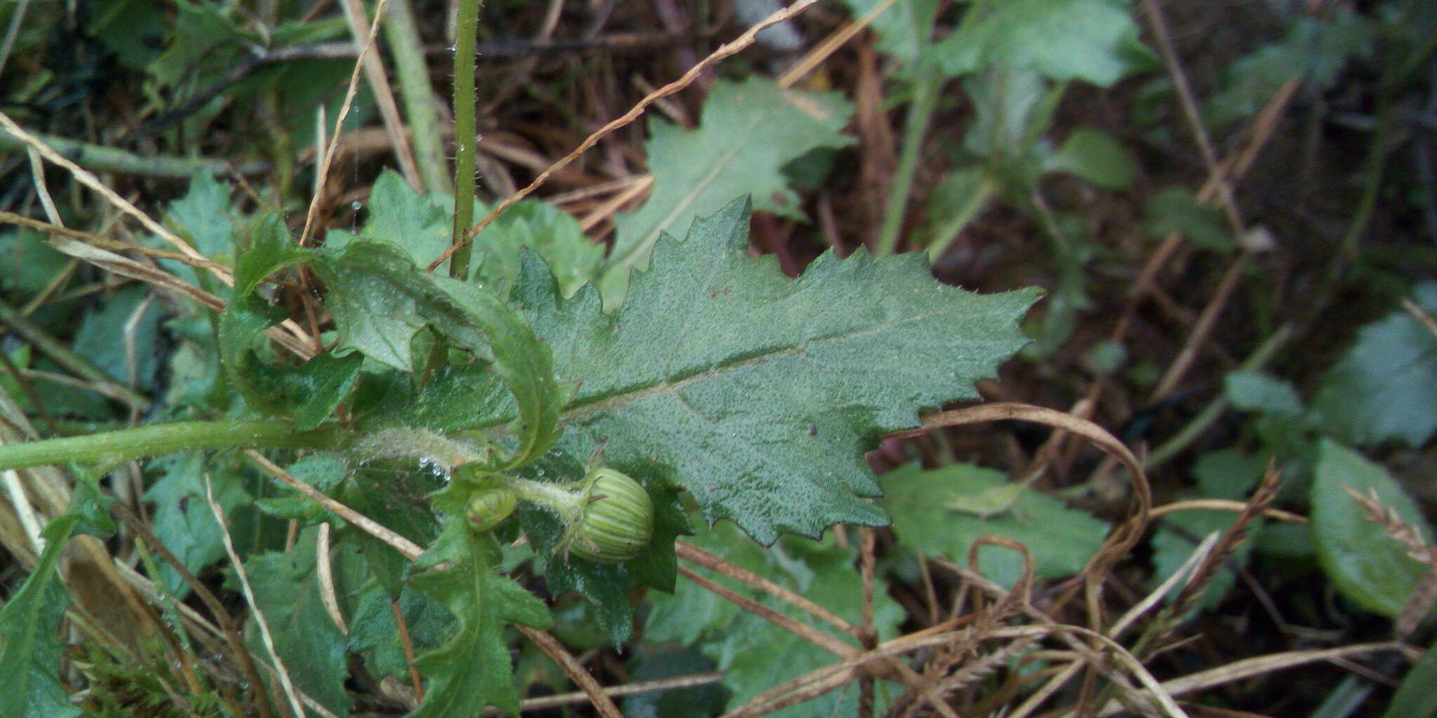 Image of Crassocephalum rubens (Juss. ex Jacq.) S. Moore