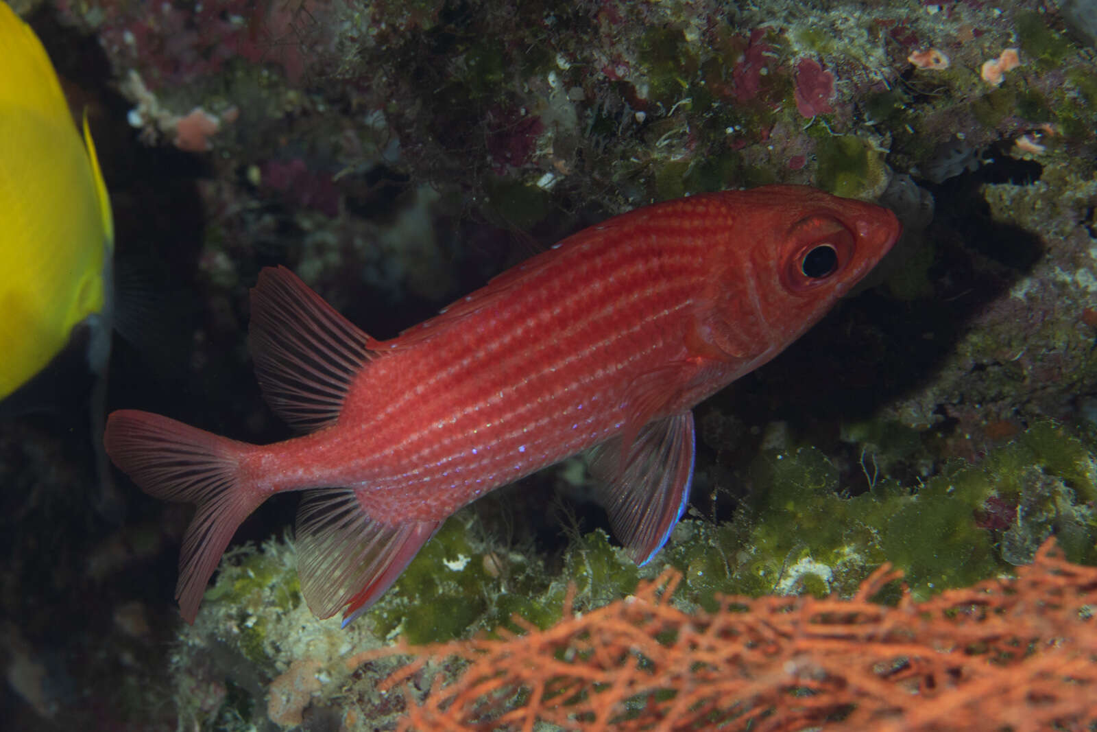 Image of Peppered Squirrelfish